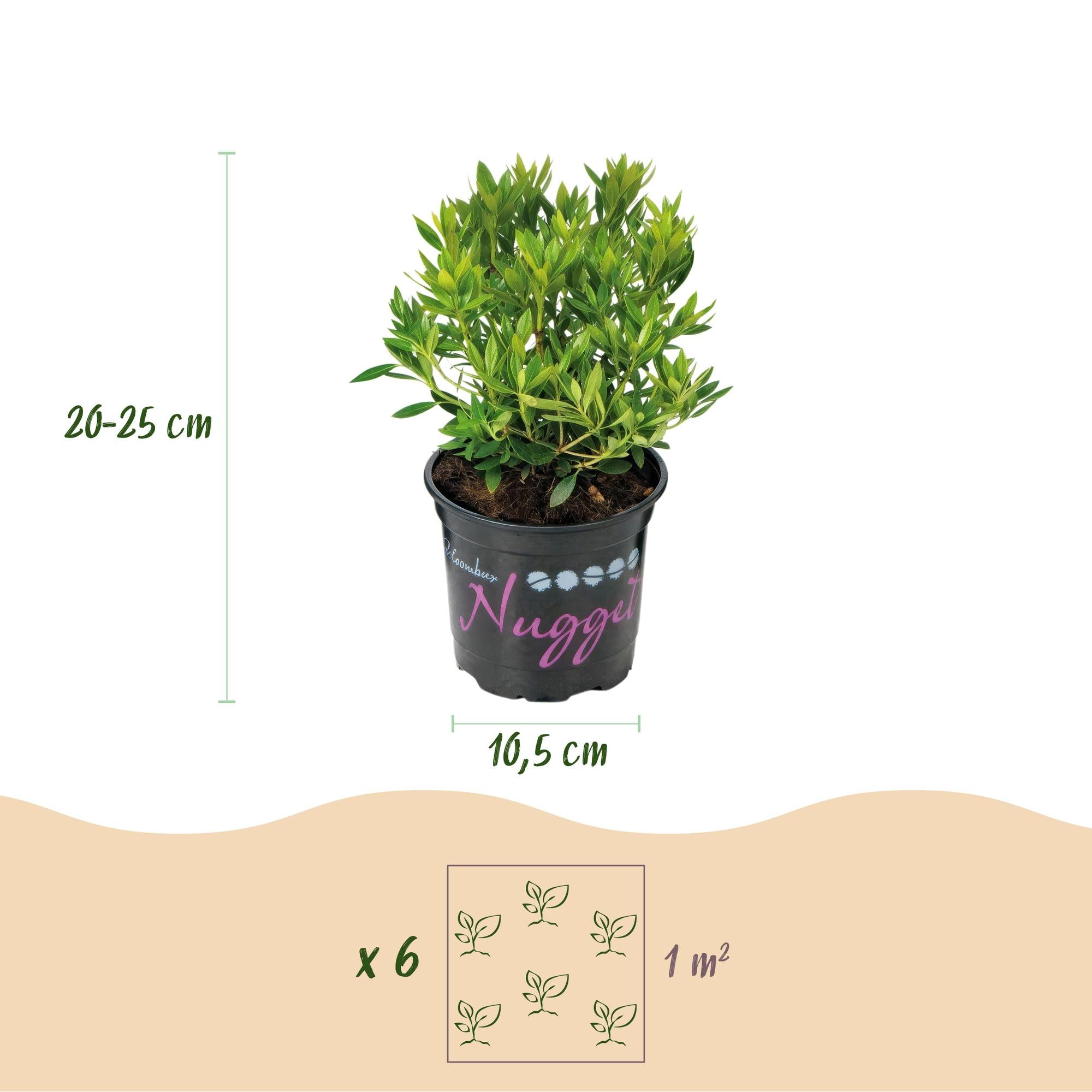 Dwerg Rhododendron - Rhododendron Bloombux Light Pink - Bloeiende Buxus - Weinig Onderhoud - Licht Roze Bloem - 1 Plant - Pot 10,5cm - Hoogte 20-25cm