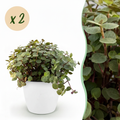 Kamerplant - Calissia repens - Kattengras - Huisdiervriendelijk - Groen - 2 Planten - met Potter Wit - Pot 12cm - Hoogte 17-20cm