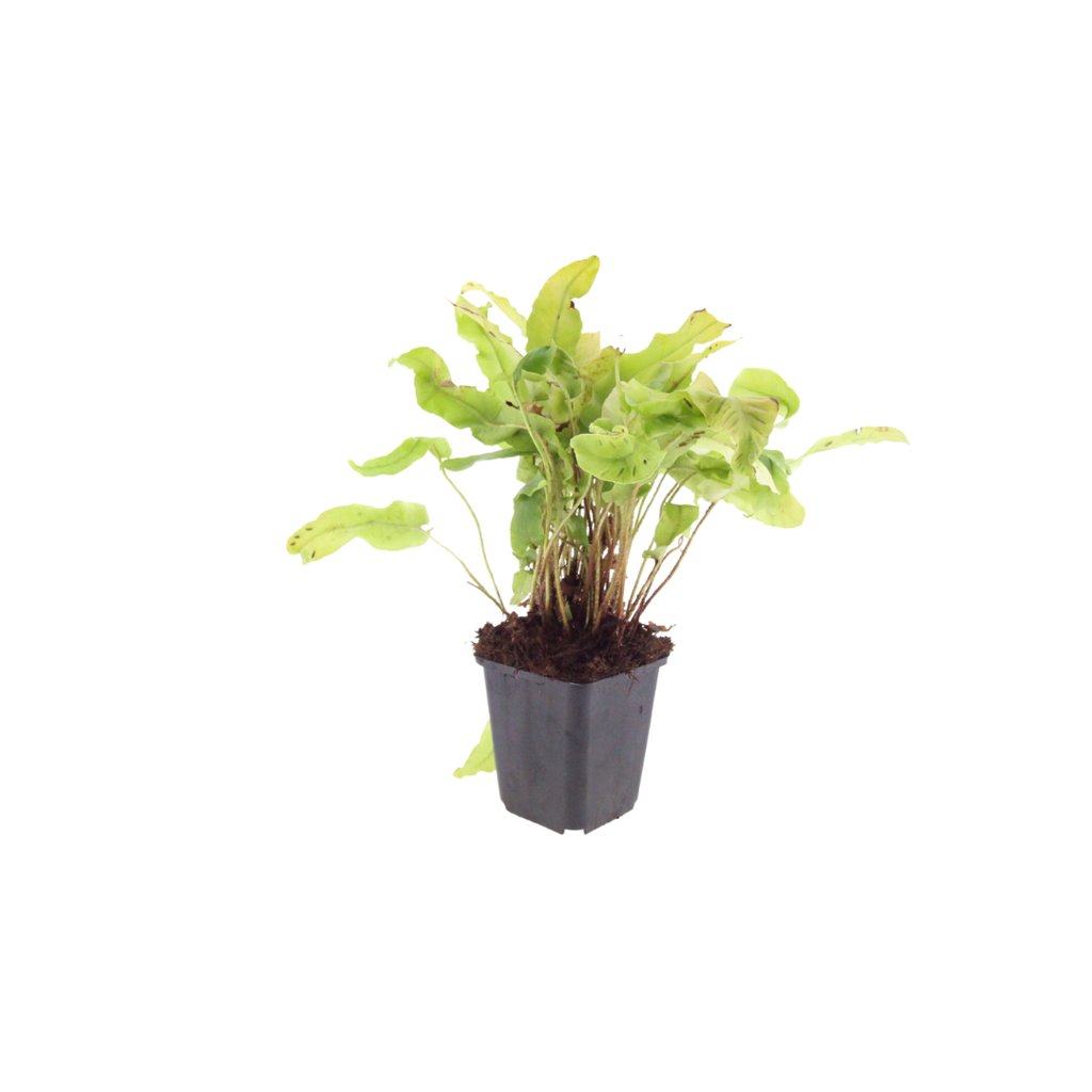 60x Asplenium scolopendrium - ↕10-25cm - Ø9cm