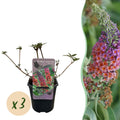 Vlinderstruik - Buddleja davidii Flower Power - Bloem Oranje Paars - 3 Planten - 1m2 - Bladverliezend - Vlinderlokkend -  Pot 17cm Hoogte 30cm