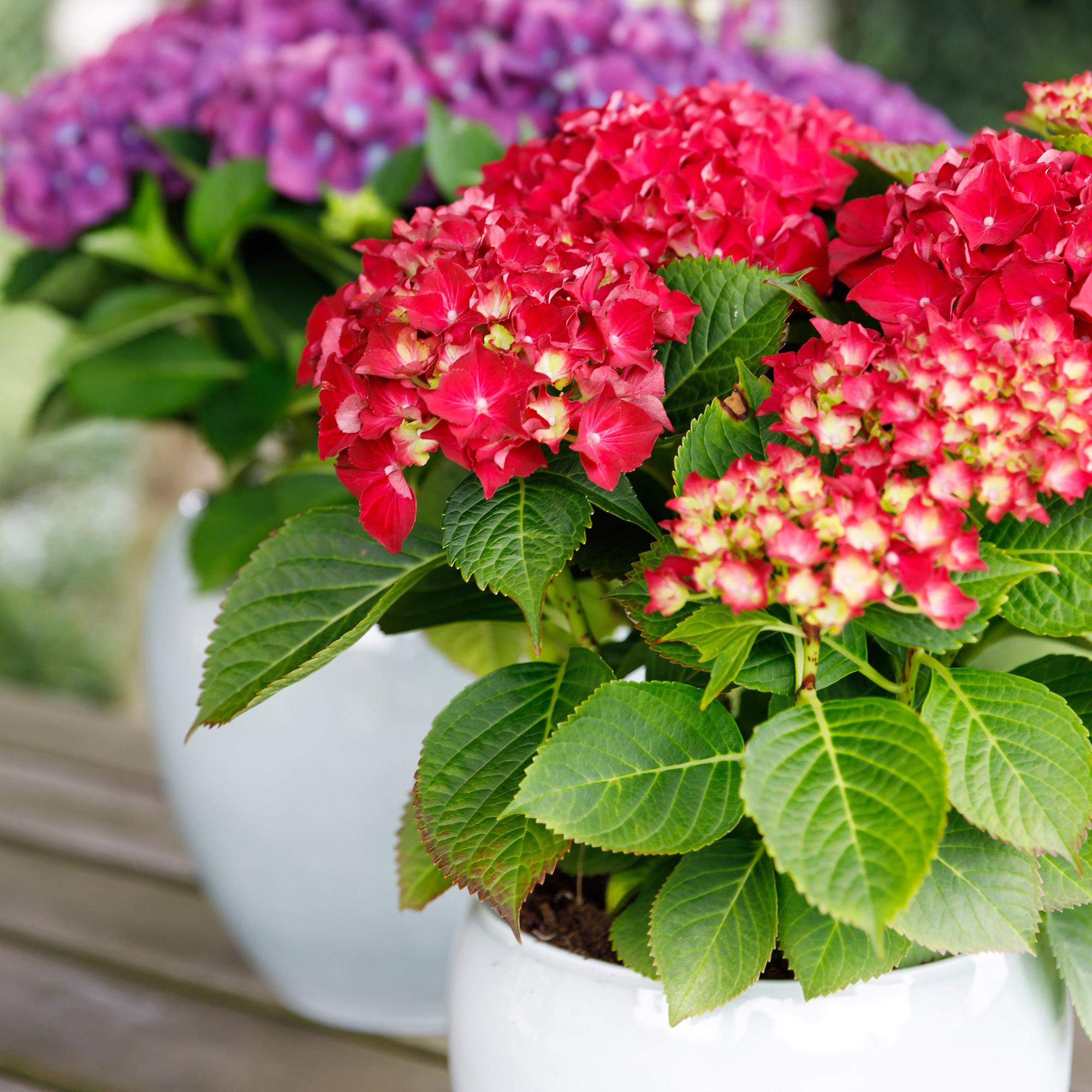 Terrasplant - Hortensia - Hydrangea Forever & Ever - Rood - 7-12 Bloemen - 2 Planten - Pot 23cm Hoogte 55cm