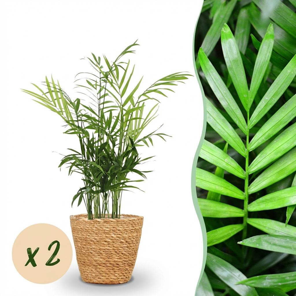 Kamerplant - Chamaedorea elegans - Goudpalm - Huisdiervriendelijke Plant - Groen - 2 Planten - met Mand - Pot 12cm - Hoogte 15cm