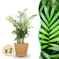 Kamerplant - Chamaedorea elegans - Goudpalm - Huisdiervriendelijke Plant - Groen - 2 Planten - met Mand - Pot 12cm - Hoogte 15cm