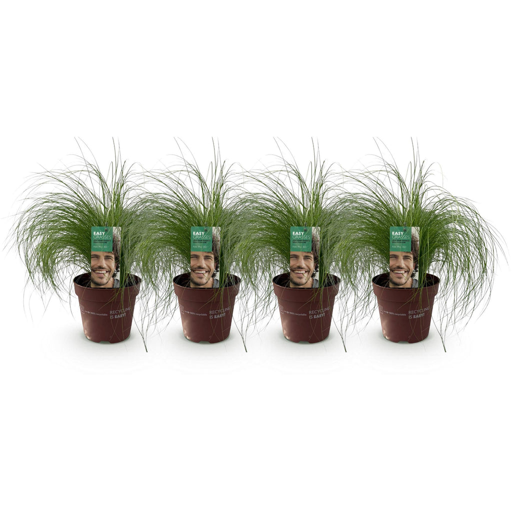 Siergrassen - Stipa tenuifolia Pony Tails - Groen - 4 Planten - Bladhoudend - Weinig Onderhoud - Pot 17cm Hoogte 50cm