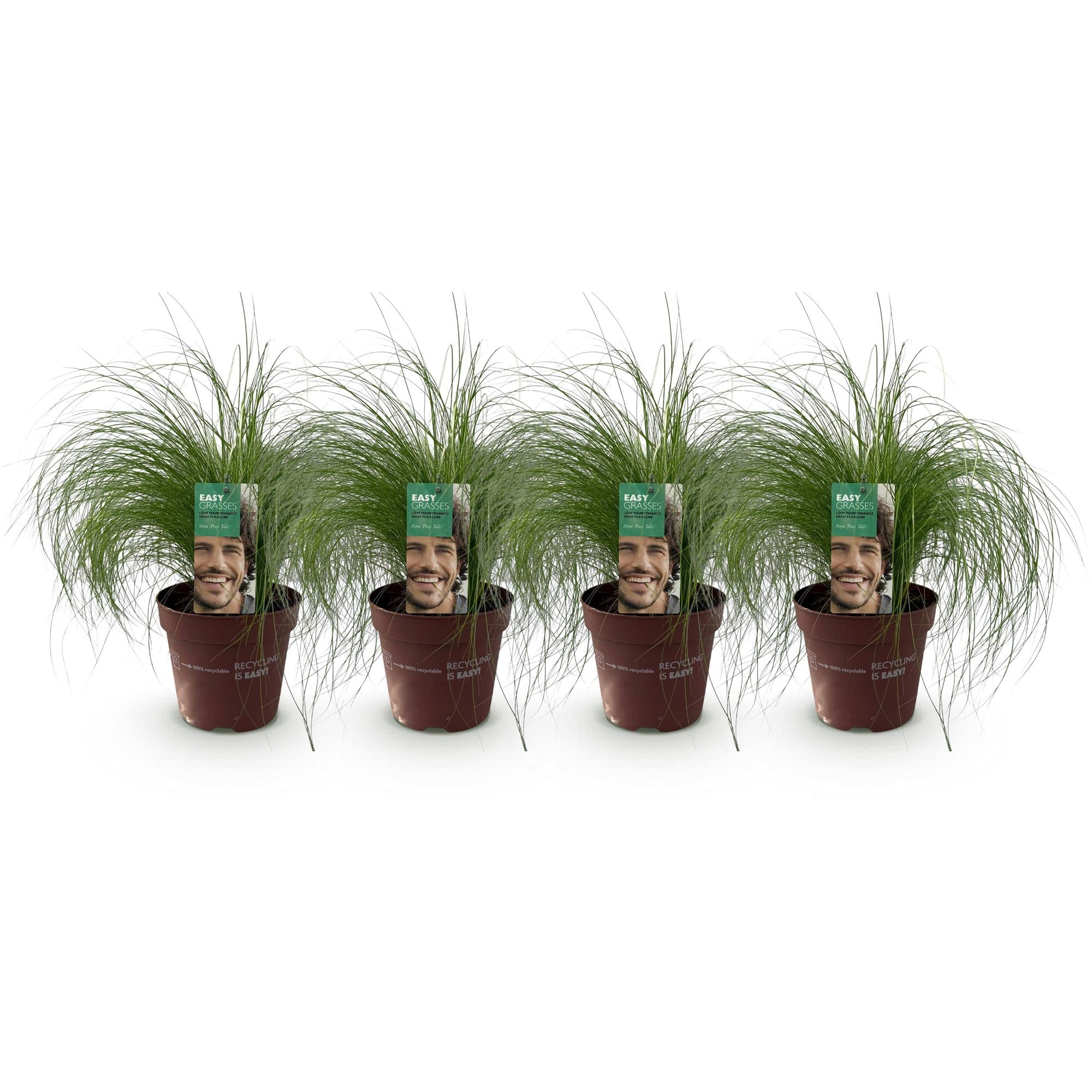 Siergrassen - Stipa tenuifolia Pony Tails - Groen - 4 Planten - Bladhoudend - Weinig Onderhoud - Pot 17cm Hoogte 50cm