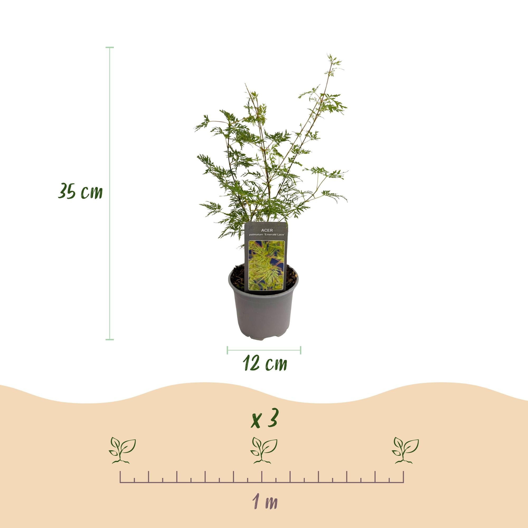 Tuinplant - Acer palmatum Emerald Lace - Groen - 3 Planten - Bladverliezend - Weinig Onderhoud - Pot 12cm Hoogte 35cm