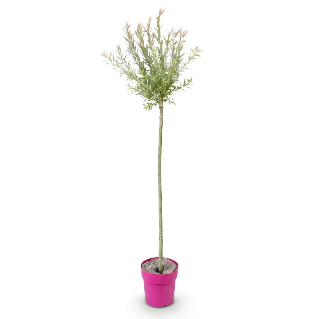 Salix Flamingo - Ø23cm - ↕140-160cm