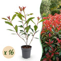 16x Photinia fraseri Carre Rouge - Glansmispel - Haagplanten - Groenblijvend - Rood - Pot 9cm - Hoogte 25-35cm