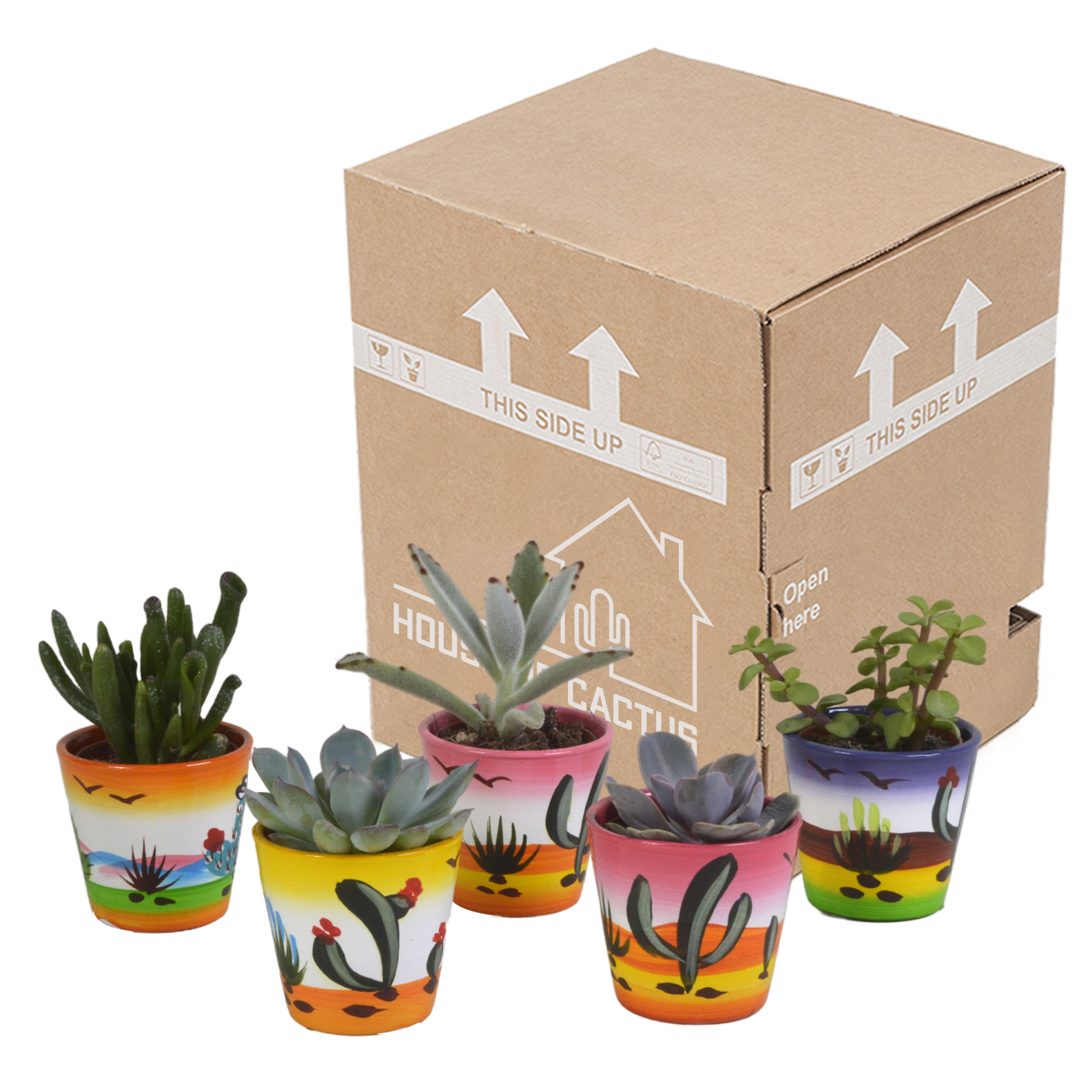 Vetplanten mix 5.5 cm - 5x - in Mexicaanse pot
