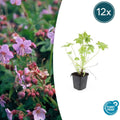 12x Geranium macrorrhizum - ↕10-25cm - Ø9cm