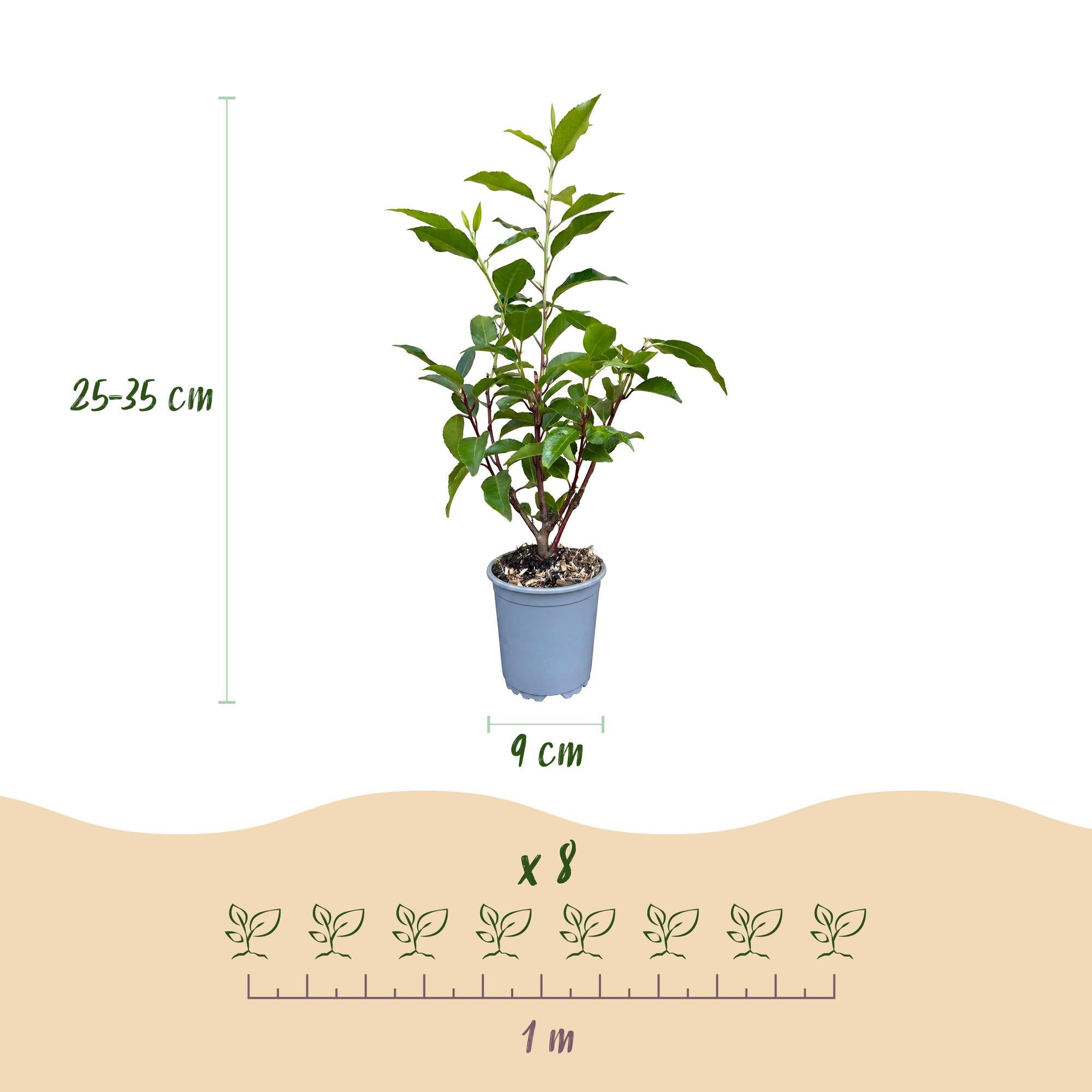40x Prunus lusitanica Angustifolia - Portugese Laurier - Haagplanten - Groenblijvend - Groen - Pot 9cm - Hoogte 25-35cm