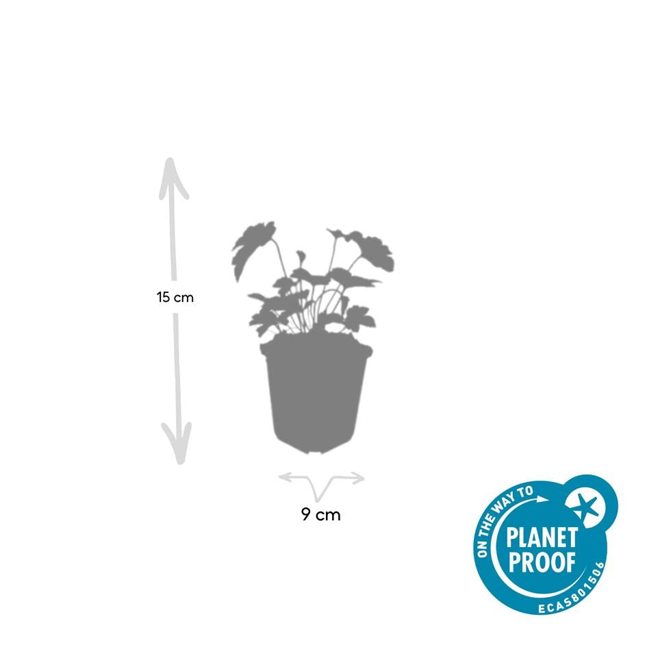 48x Anemone tom. 'Robustissima' - ↕10-25cm - Ø9cm