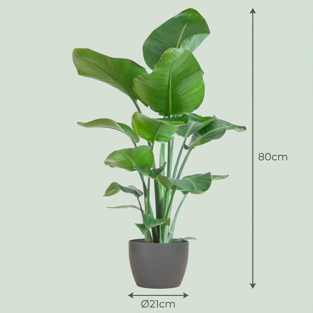 Strelitzia Nicolai met Potter pot grijs - 80cm - Ø21