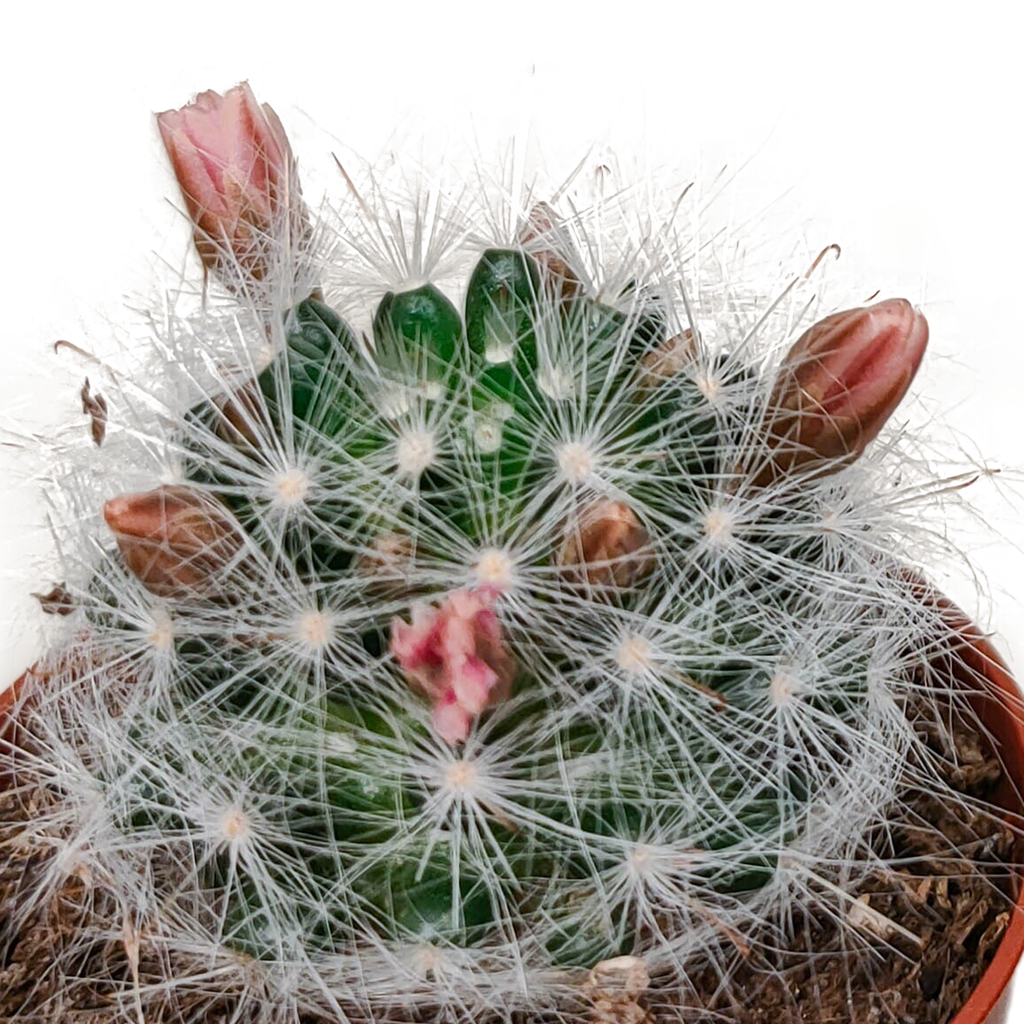Cactus mix 5.5 cm - zonder pot bloeiend - 5x