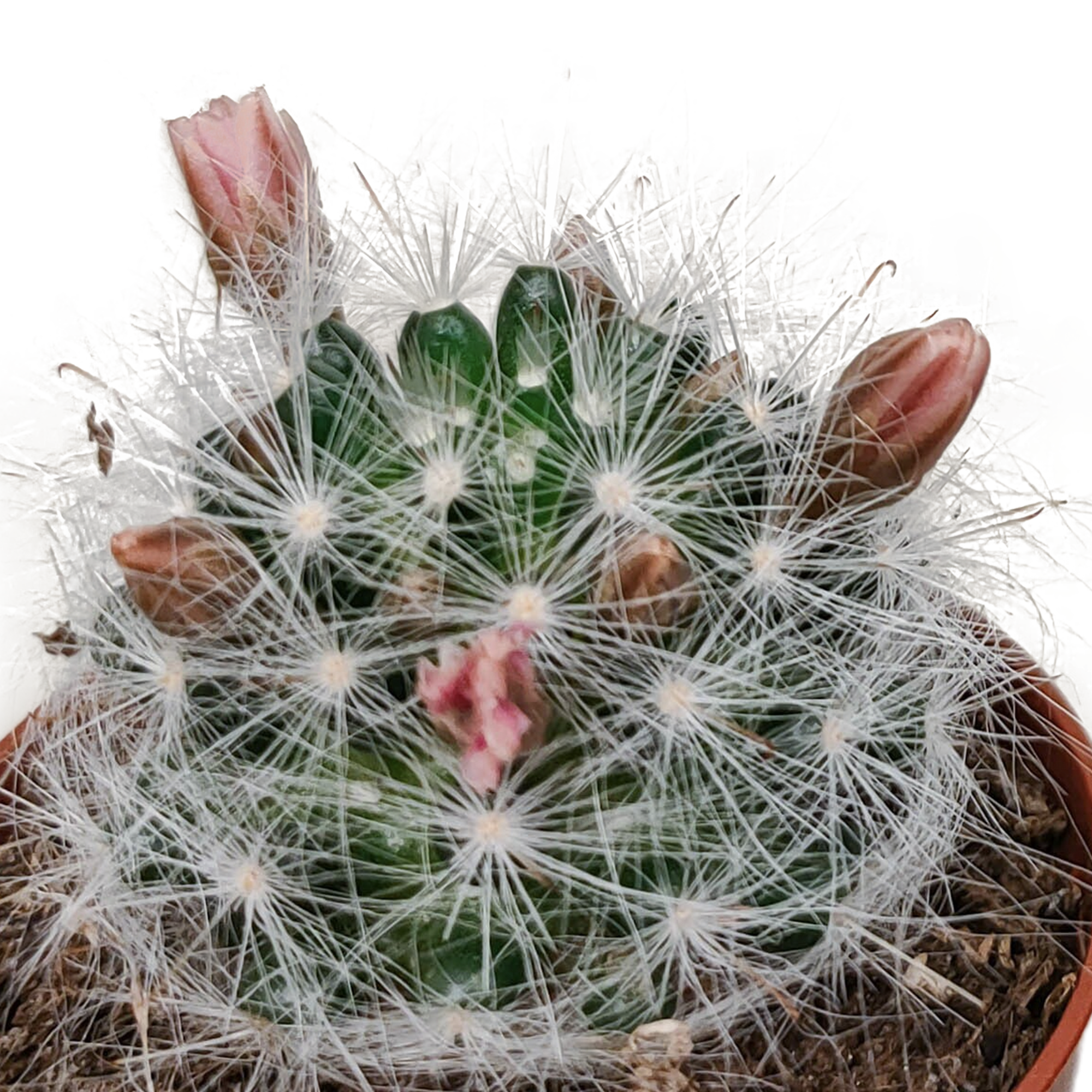Cactus mix 5.5 cm - zonder pot bloeiend - 5x