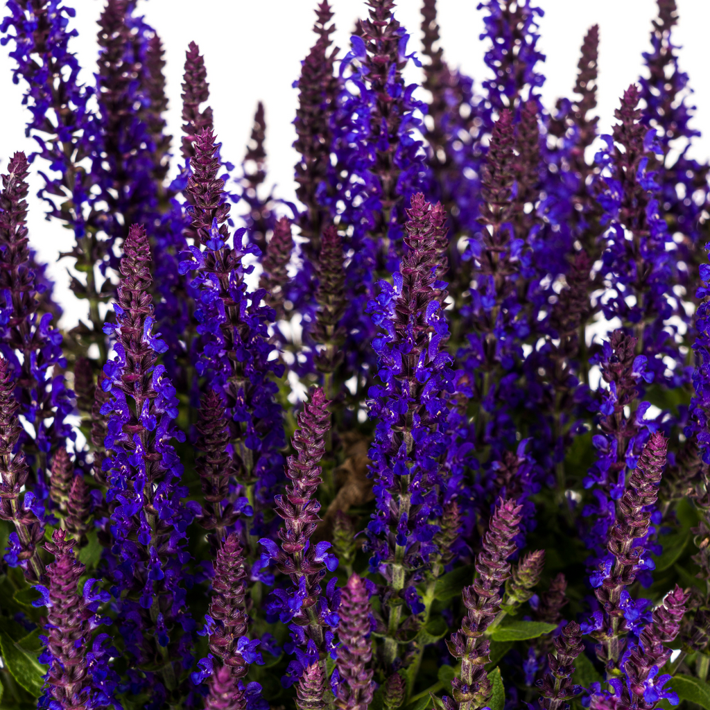 Salvia nemorosa Rianne Ø19cm - ↕50 - 60cm