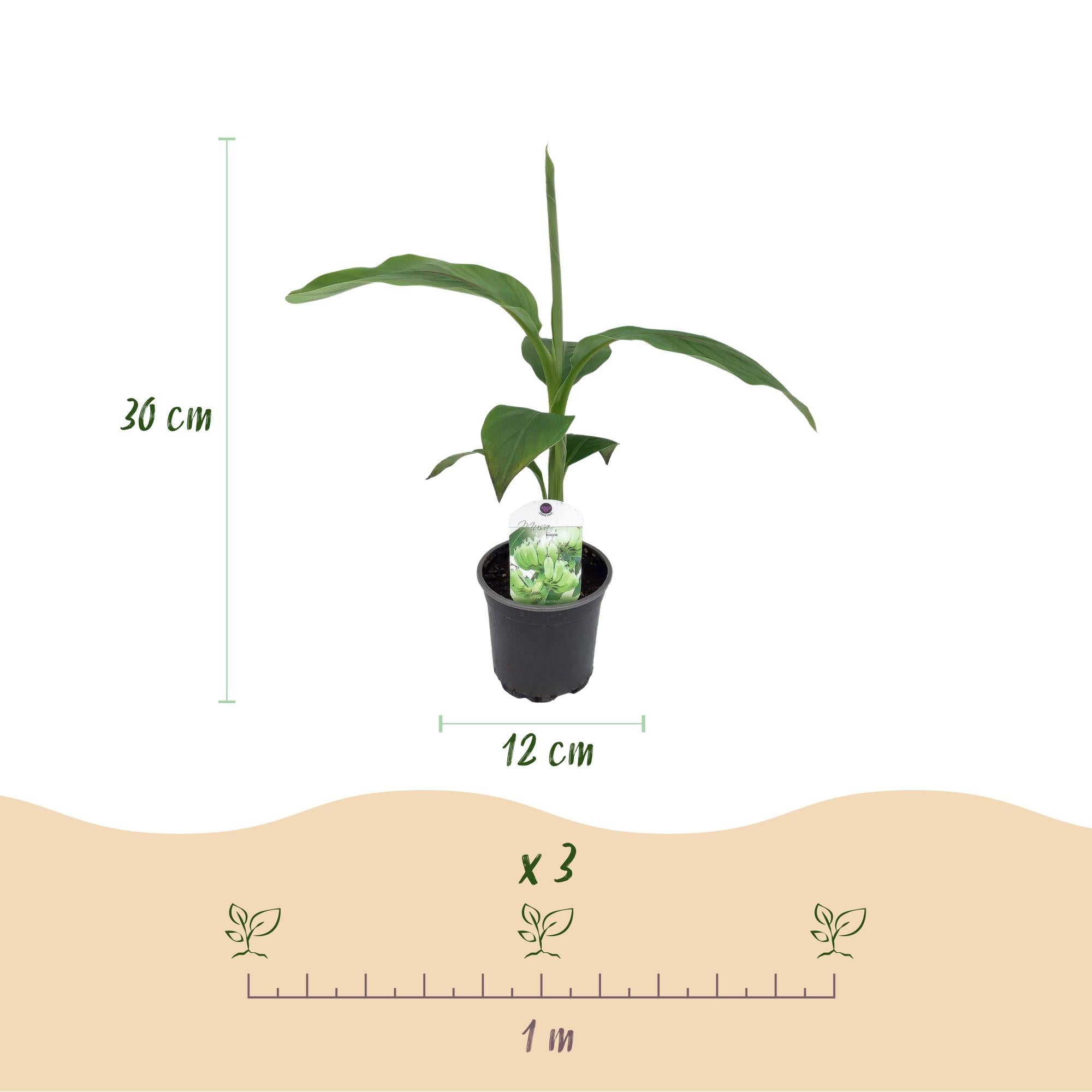 Fruitplant - Bananen plant - Musa Basjoo - Winterhard - 2 planten - Pot 12cm Hoogte 30cm