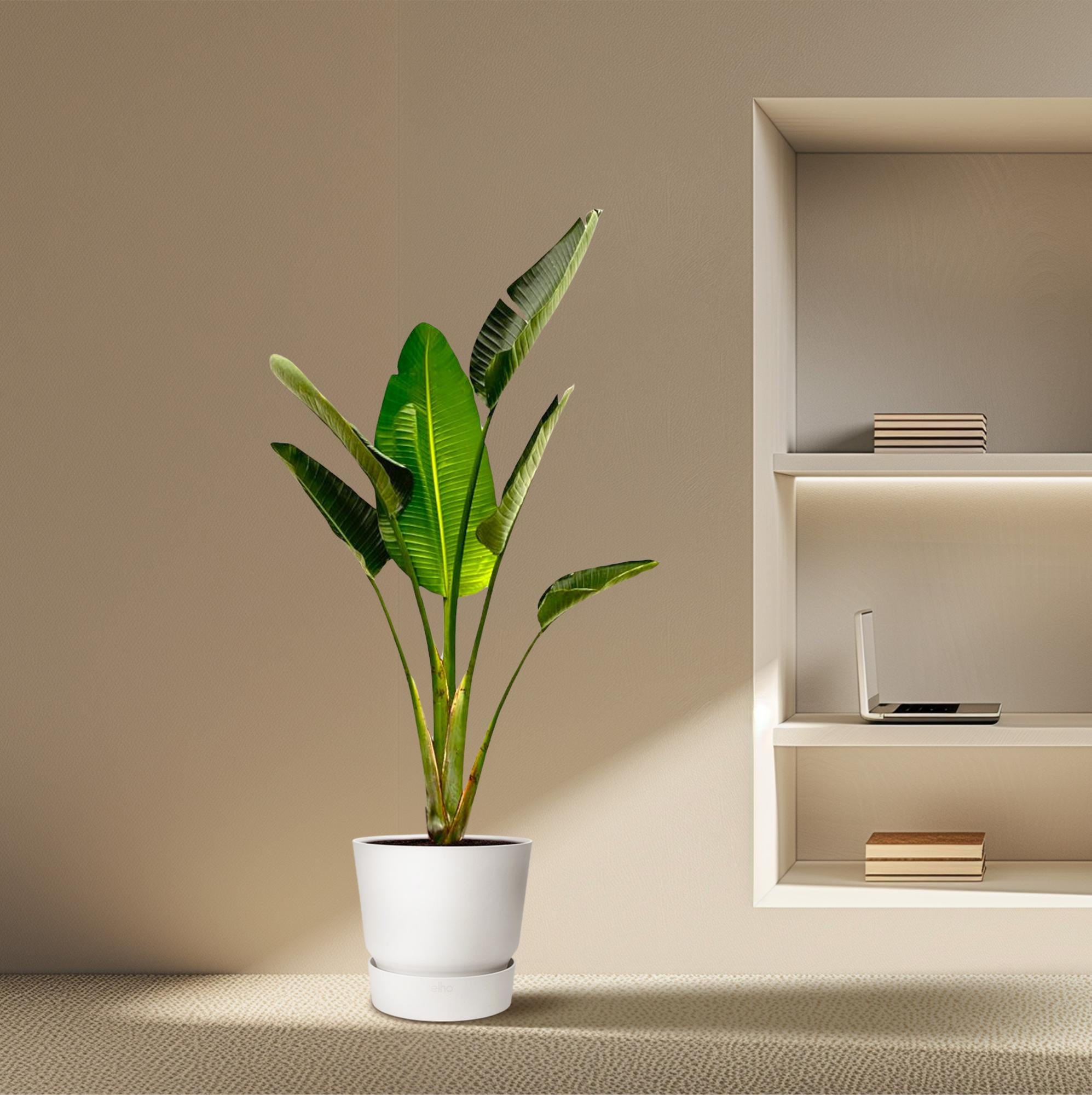 Strelitzia Augusta - 180cm - ⌀24-27cm