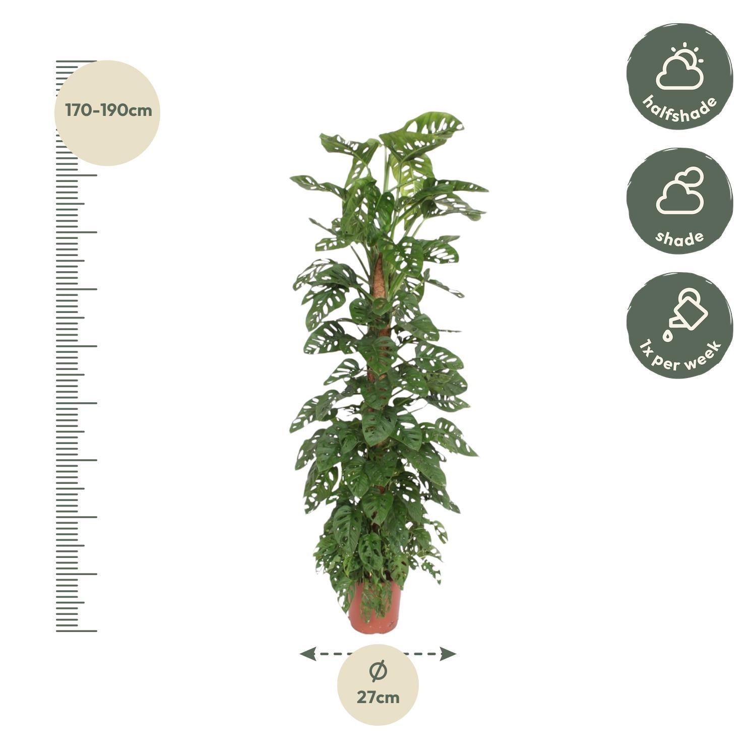 Monstera Monkey Leaf mosstok - 160 cm - ø27