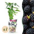 Fruitplanten - Doornloze Braam - Rubus Thornfree - Winterhard - 3 Planten - Pot 9 cm - Zwarte Braam