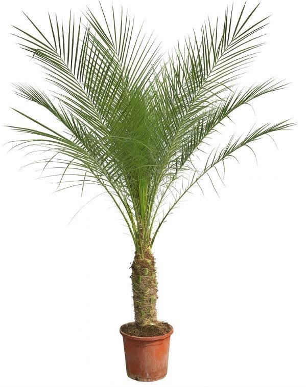 Phoenix Roebelenii op stam - 190cm - 190cm
