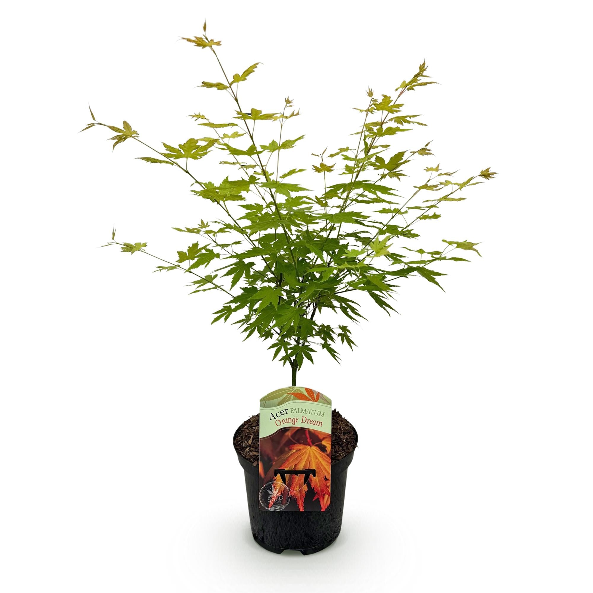 Terrasplant - Japanse Esdoorn - Acer palmatum Orange Dream - Oranje - 1 Plant - Bladverliezend - Pot 19cm Hoogte 70cm