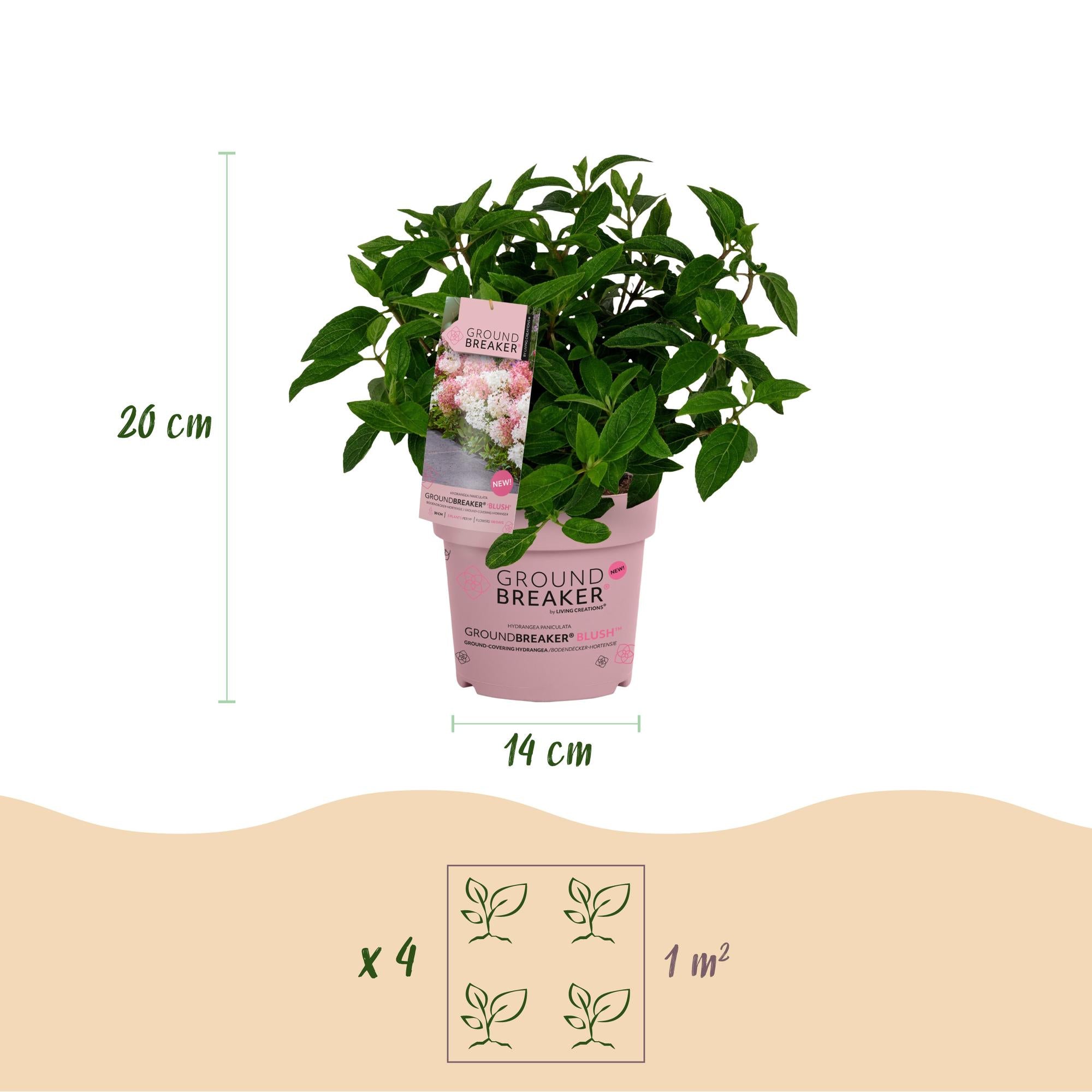 Tuinplant - Hydrangea panniculata Groundbreaker Blush -Greeny - Ruby - Pluimhortensia - Compact - Roze-Groen-Rood - 3 Planten - Pot 14cm - Hoogte 20-25cm