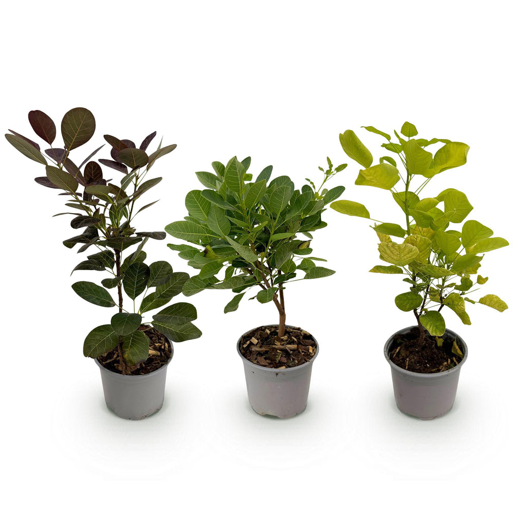 Tuinplant - Cotinus coggyria Tricolour - Paars-Groen-Geel - 3 Planten - Bladverliezend - Weinig Onderhoud - Pot 12cm Hoogte 35cm