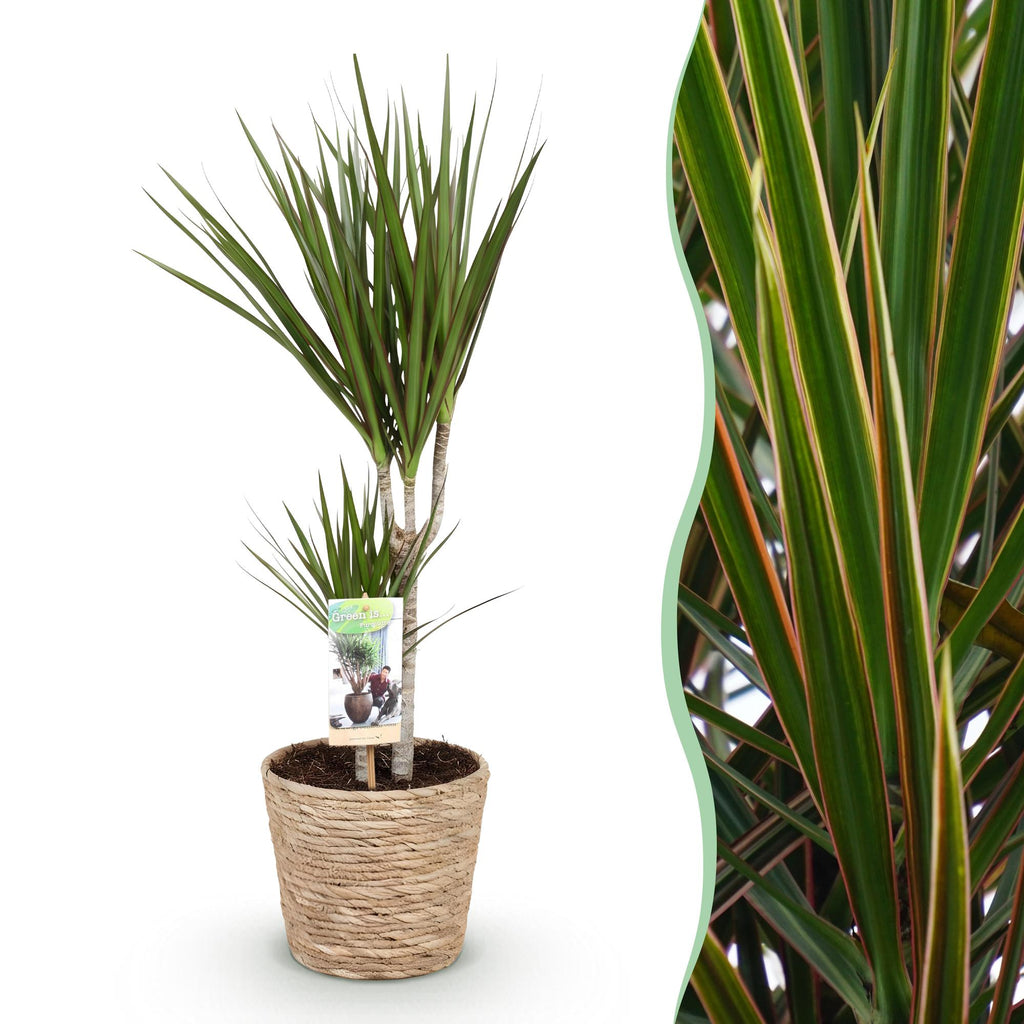 Green is... Kamerplanten - Dracaena Marginata - Drakenbloedboom - Weinig onderhoud - met mand - Groen - 1 Plant - Pot 17cm - Hoogte 70-80cm