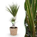 Green is... Kamerplanten - Dracaena Marginata - Drakenbloedboom - Weinig onderhoud - met mand - Groen - 1 Plant - Pot 17cm - Hoogte 70-80cm