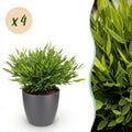 Kamerplant - Bamusa Pogonatherum Monica - Bamboegras - Huisdiervriendelijke Plant - Groen - 4 Planten - met Potter Grijs - Pot 12cm - Hoogte 20cm