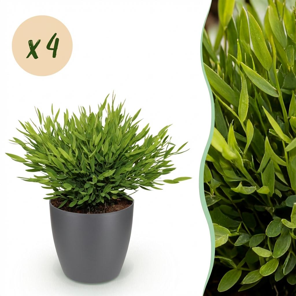 Kamerplant - Bamusa Pogonatherum Monica - Bamboegras - Huisdiervriendelijke Plant - Groen - 4 Planten - met Potter Grijs - Pot 12cm - Hoogte 20cm