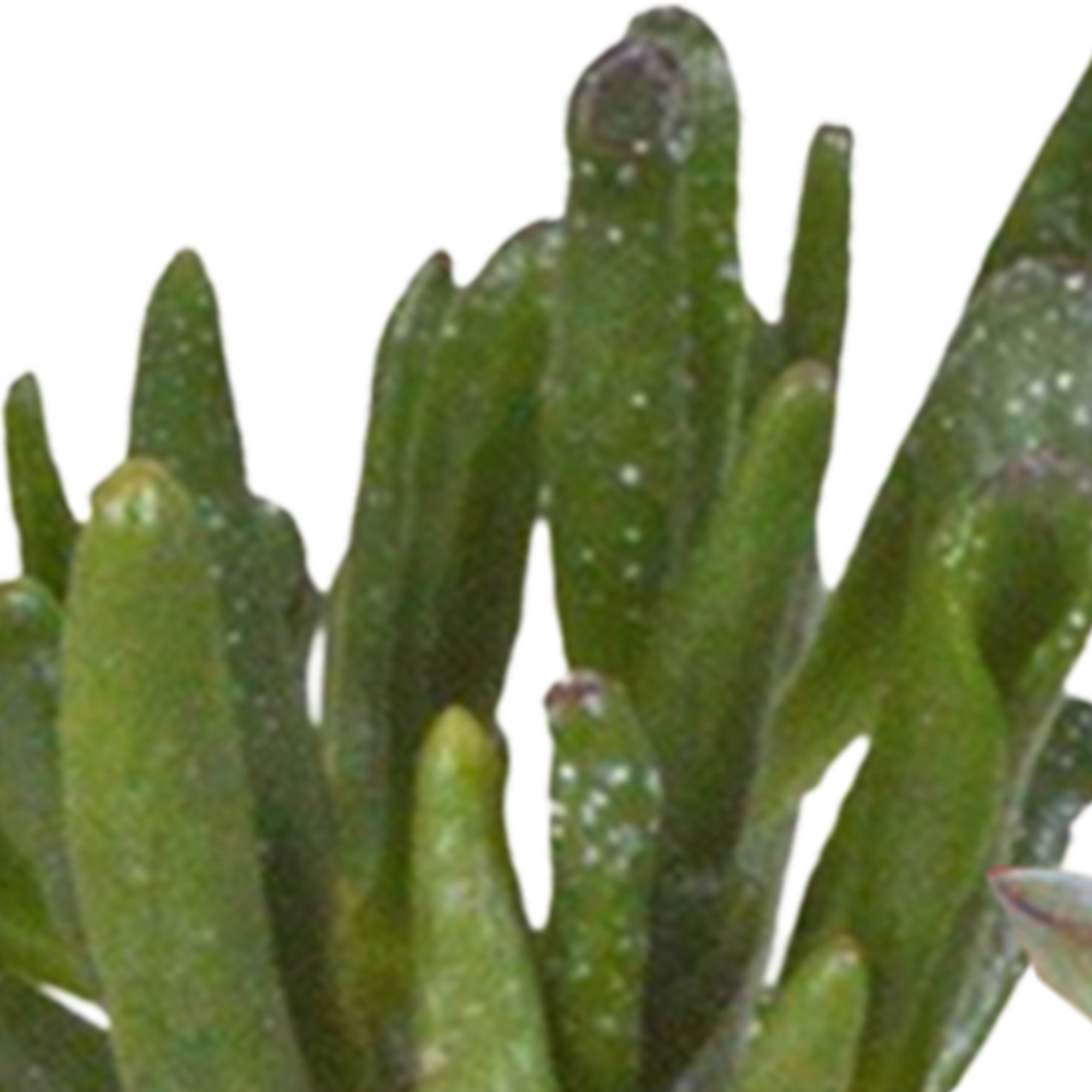 Cactus en vetplanten mix 5.5 cm | 15 stuks - in witte pot