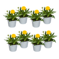 8x Coreopsis Grandiflora Ø13cm - ↕25 - 35cm