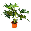 Philodendron Selloum - 60 cm - Ø19