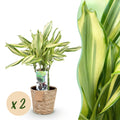 Green is... Kamerplanten - Dracaena fragrans Diamond Dream - Drakenbloedboom - Weinig onderhoud - met mand - Groen - 2 Planten - Pot 17cm - Hoogte 50-55cm
