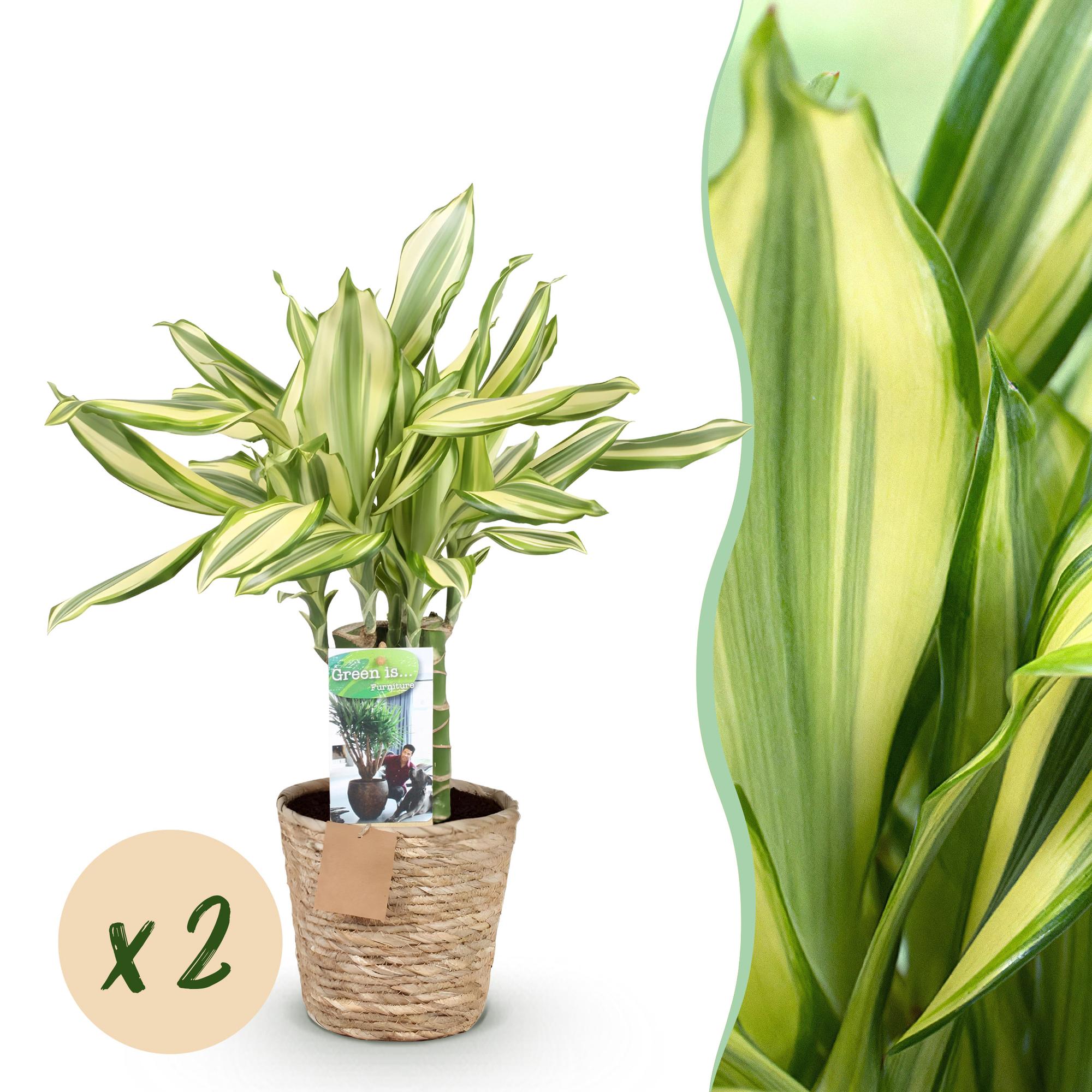 Green is... Kamerplanten - Dracaena fragrans Diamond Dream - Drakenbloedboom - Weinig onderhoud - met mand - Groen - 2 Planten - Pot 17cm - Hoogte 50-55cm