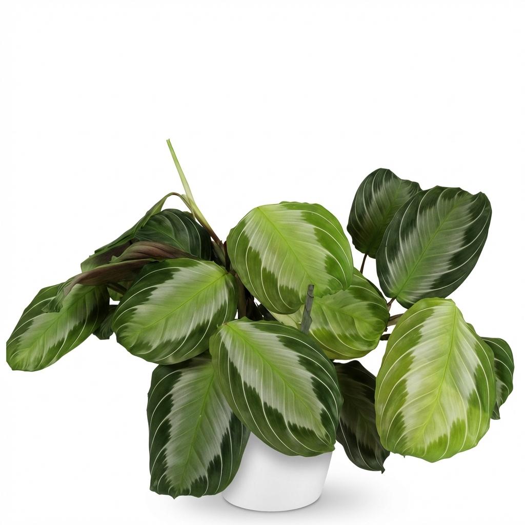 Kamerplant - Maranta Fascinator Silverband - Gebedsplant - Huisdiervriendelijke Plant - Groen - 1 Plant - met Potter Wit - Pot 12cm - Hoogte 25cm