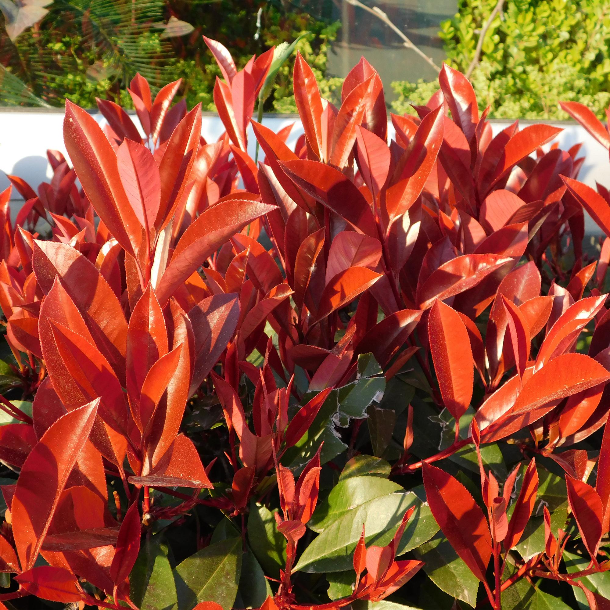 Haagplanten - Photinia fraseri Red Robin - groen rood  - 6 planten - 1 strekkende meter - groenblijvend - pot 17cm hoogte 50cm