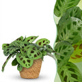 Kamerplant - Maranta Fascinator Kerchoveana - Zebraplant - Huisdiervriendelijke Plant - Groen - 1 Plant - met Mand - Pot 12cm - Hoogte 25cm