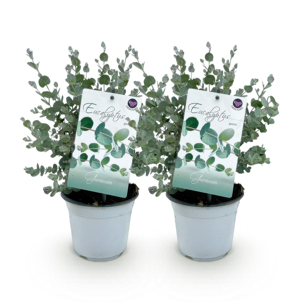 Terrasplant - Eucalyptus boom - Eucalyptus gunni  - Grijs - 2 Planten - Winterhard - Pot 14cm Hoogte 30cm