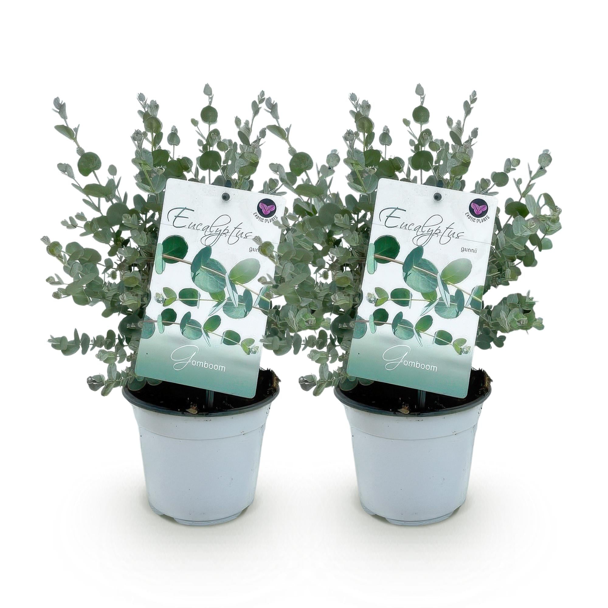 Terrasplant - Eucalyptus boom - Eucalyptus gunni  - Grijs - 2 Planten - Winterhard - Pot 14cm Hoogte 30cm