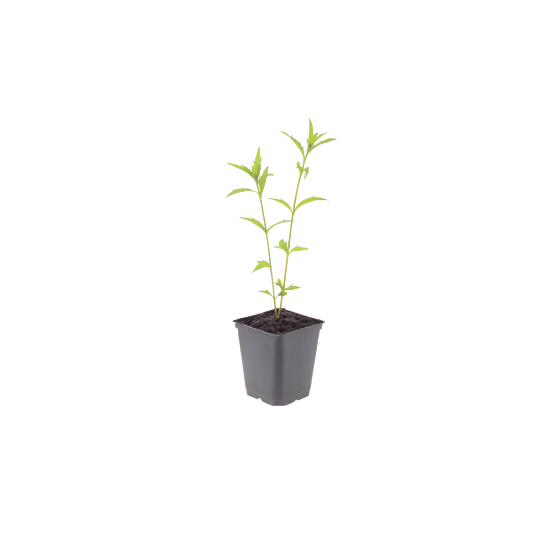 12x Kalimeris incisa 'Blue Star' - ↕10-25cm - Ø9cm