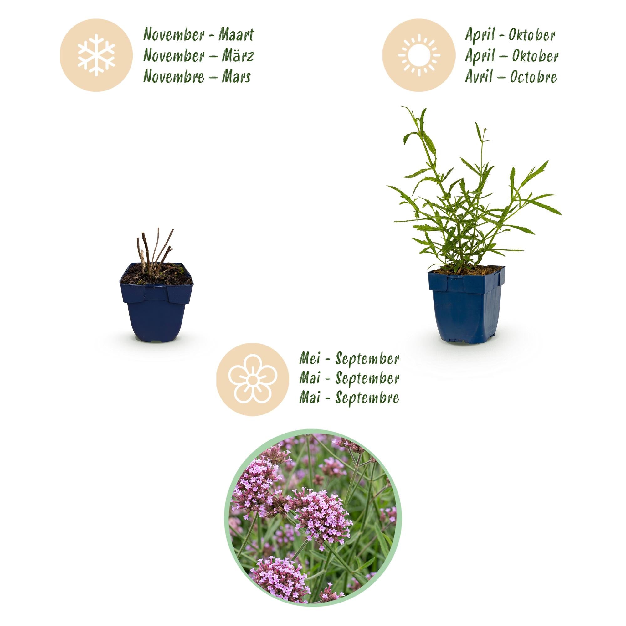 Vasteplant - Verbena bonariensis Lollipop - Ijzerhard - Bijen en Vlinderlokkers - Paars - 6 Planten - Pot 11cm - Hoogte 15-25cm