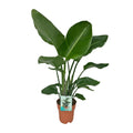 Strelitzia Nicolai - Paradijsvogelplant - Ø19cm - ↕90cm