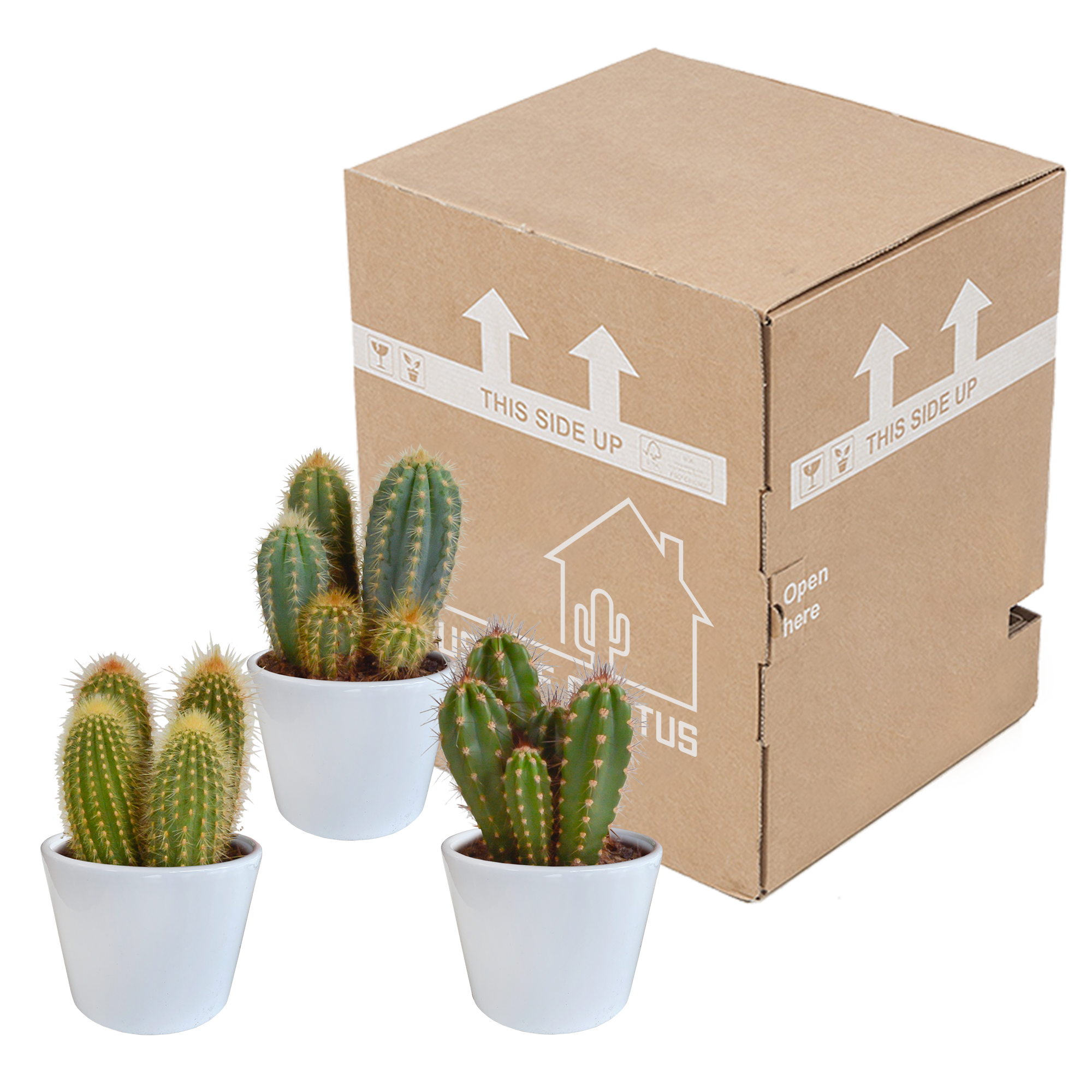 Cereus mix 10,5cm - 3x - in witte pot