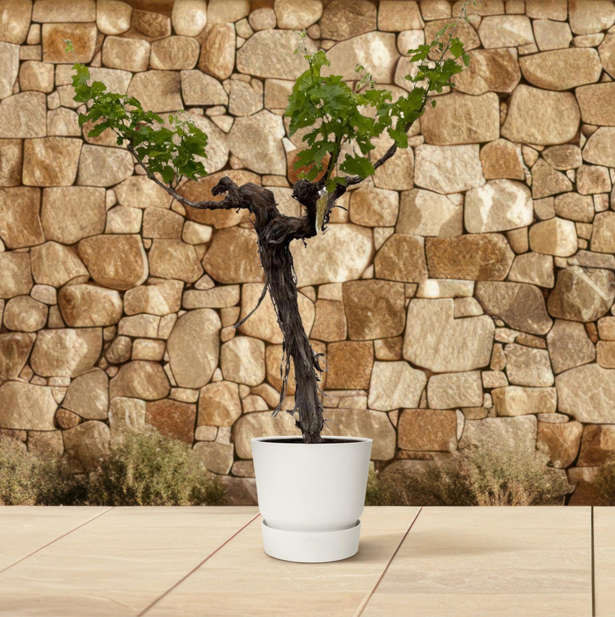 Druivenboom (Vitis Vinifera) stam vertakt - 200cm - ø35