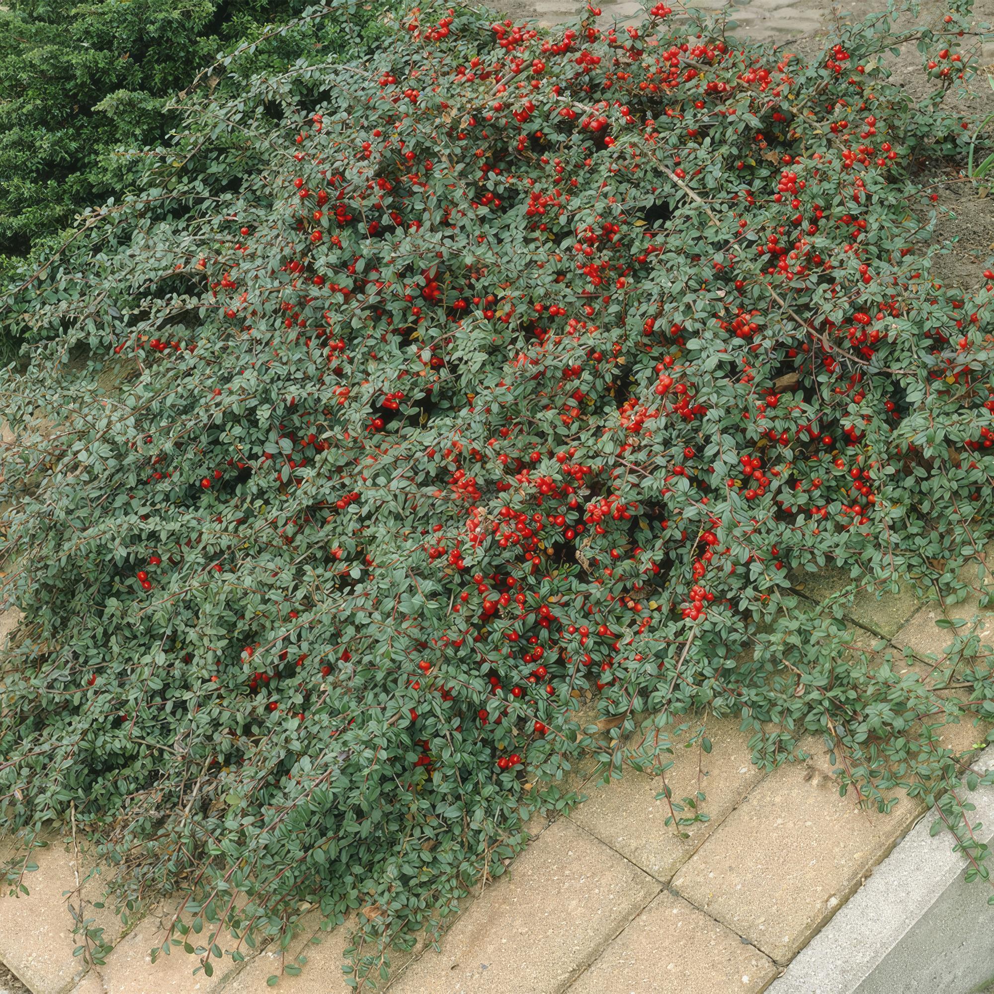 48x Cotoneaster dam. 'Major' - ↕25cm - Ø9cm