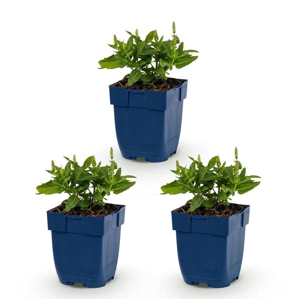 Vasteplant - Salvia nem. Sense Deepl Blue - Salie - Bijen en Vlinderlokkers - Paars - 3 Planten - Pot 11cm - Hoogte 15-25cm