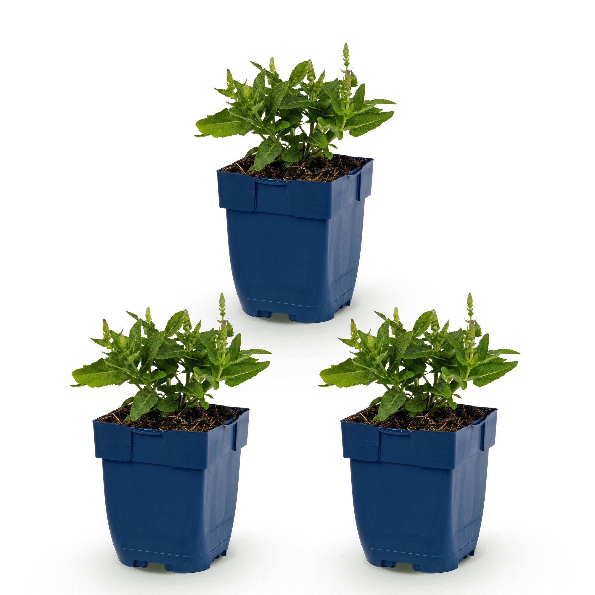 Vasteplant - Salvia nem. Sense Deepl Blue - Salie - Bijen en Vlinderlokkers - Paars - 3 Planten - Pot 11cm - Hoogte 15-25cm